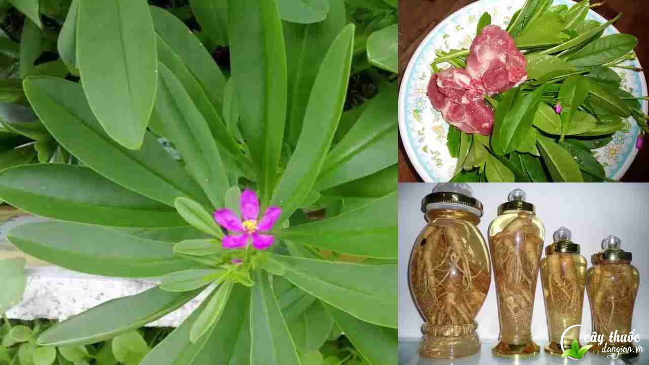 Cách ngâm rượu sâm đất